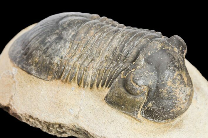 Bargain, Paralejurus Trilobite - Atchana, Morocco #126917